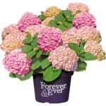 Hydrangea macrophylla 'Forever&Ever'® 'PINK'