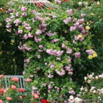 ROSA KORDES 'Jasmina'® - Image 2