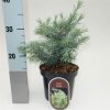 Cedrus deodara 'Mister Blue' - Kontejner 2,5 l, v. 20-25 cm