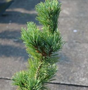 Pinus parviflora Kan–zan 50–60