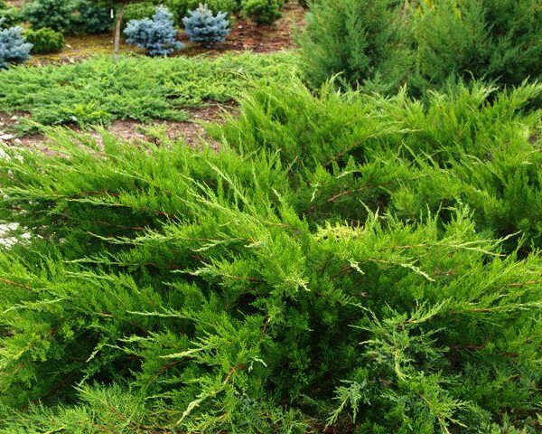 Juniperus media 'Mint Julep'