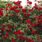 ROSA KORDES 2L Amadeus – Kordes 2003, pnoucí - Image 2