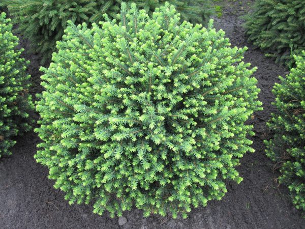 Picea omorika 'Karel', 20–30 cm - 6aa28d55b7397fc961de7194a3b27241 scaled