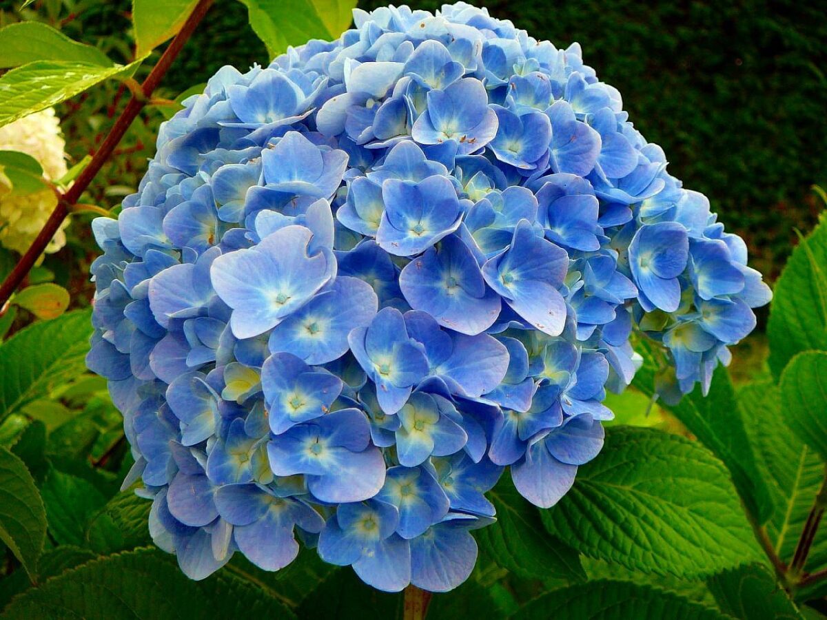 Hydrangea macrophylla 'Forever&Ever'® 'BLUE' - Image 7