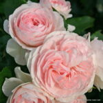 ROSA KORDES, Larissa® - Image 3