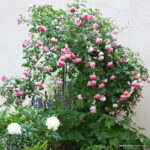 ROSA KORDES 'Jasmina'® - Image 4