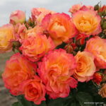 ROSA KORDES 'Landlust'® - Image 2