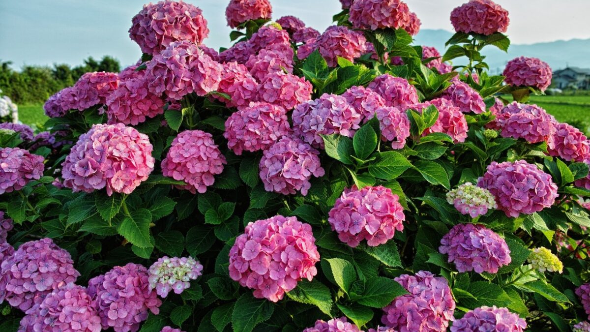 Hydrangea macrophylla 'Forever&Ever'® 'BLUE' - Image 6