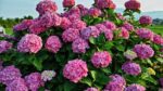 Hydrangea macrophylla 'Forever&Ever'® 'BLUE' - Image 6