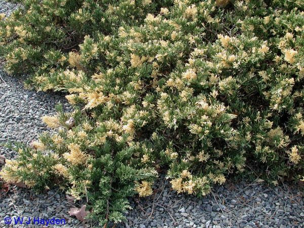 Juniperus dav. 'Exp. Variegata' 20–25 cm - 9ec3811d21b180e7eef12befd83480b1