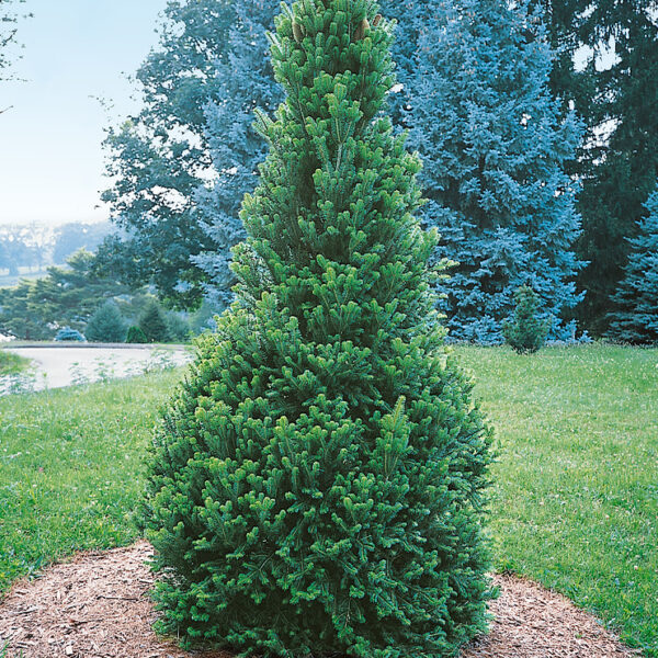 Abies alba 'Pyramidalis'