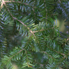 Abies amabilis 'Spreading Star'