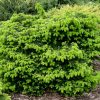 Abies cephalonica 'Meyers Dwarf'
