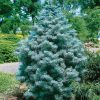 Abies concolor 'Compacta' - C2l, v. 10-15 cm