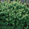 Abies balsamea 'Piccolo' 15–20 cm