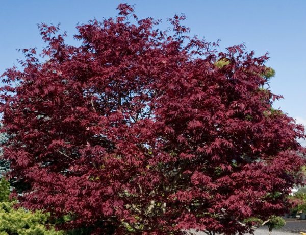 Acer platanoides 'Crimson Sentry' - AcerpalmatumFireGlow spring 65513.1481904546 1