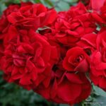 ROSA KORDES 2L Amadeus – Kordes 2003, pnoucí