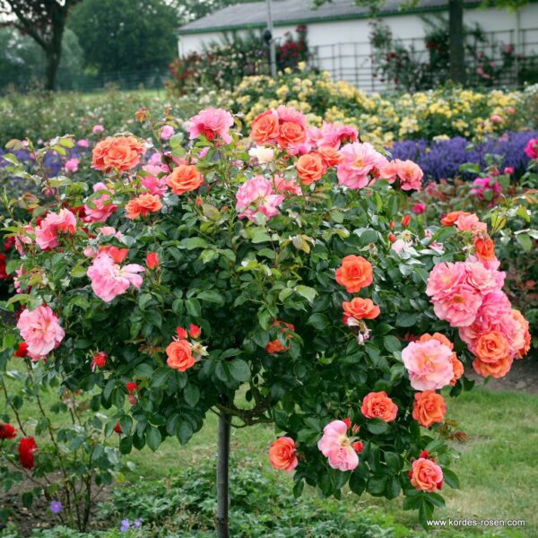 ROSA KORDES 'Aprikola'®-stromková