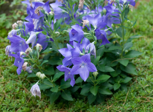 Platycodon grandiflorus Zvonkovec – Boubelík velkokvětý, modrý P 9 - BOUBELKA VELKOKVĚTÁ MODRÁ Platycodon grandiflorus