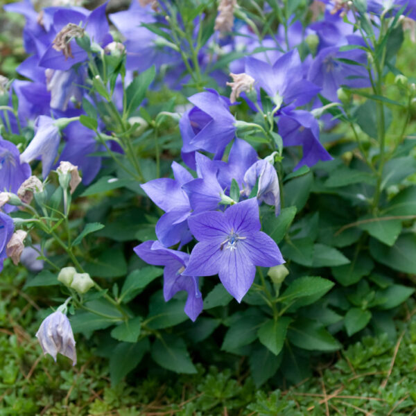 Platycodon grandiflorus Zvonkovec – Boubelík velkokvětý, modrý P 9