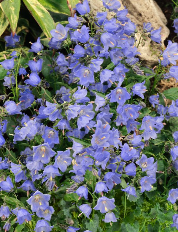 Campanula cochleariifolia 'Blue' - Campanula cochleriifolia Blue