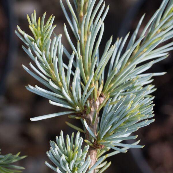 Cedrus atlantica 'Glauca' - Cedrus glauca