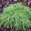 Chamaecyparis pisifera 'Filifera Nana' - C2 l, v. 20-30 cm (1)