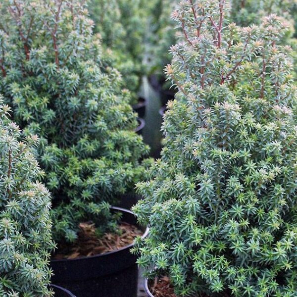 Chamaecyparis lawsoniana 'Thyoides'