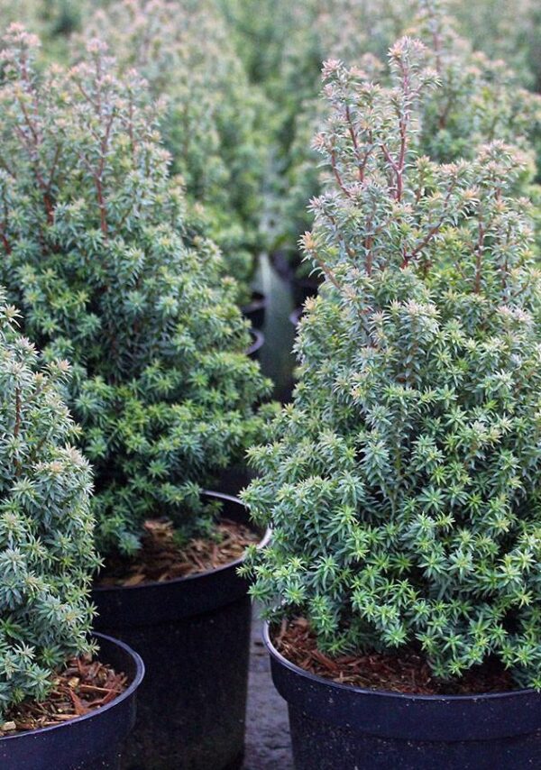 Chamaecyparis lawsoniana 'Thyoides' - Chamaecyparis thyoides Rubicon e1550584175661