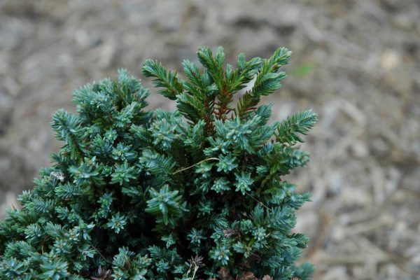 Chamaecyparis l. 'Rimpelaar' 15–20 cm