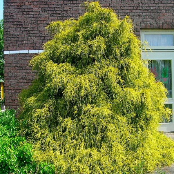 Chamaecyparis pisifera 'Filifera Aurea'
