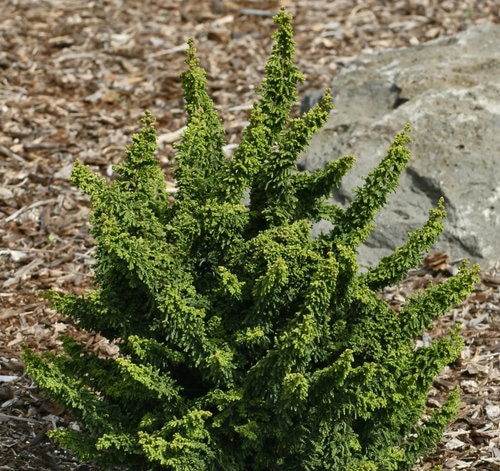 Chamaecyparis obtusa 'Chirimen' 15–20 cm