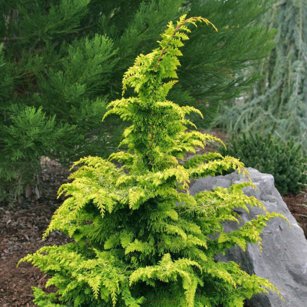 Chamaecyparis obt. Fernspray Gold 15–20