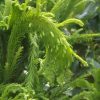 Cryptomeria japonica 'Cristata' - Kontejner 5 l, v. 30-40 cm