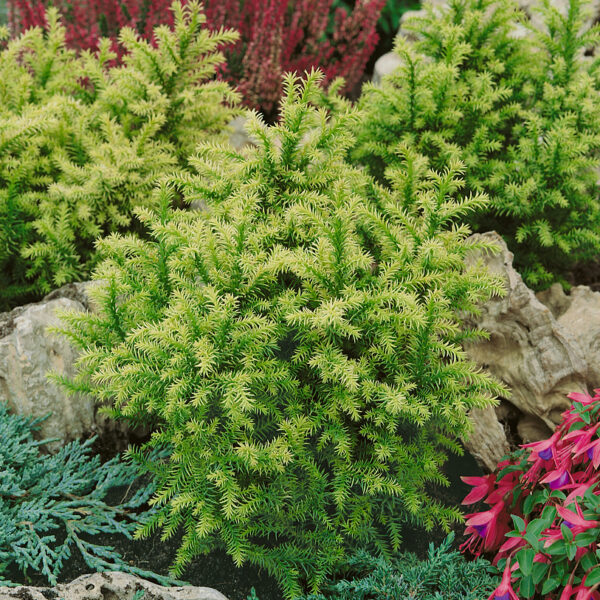 Cryptomeria japonica 'Vilmorin Gold'