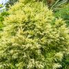 Cryptomeria japonica 'Sekkan' - Kontejner 2,5 l, v. 15-20 cm
