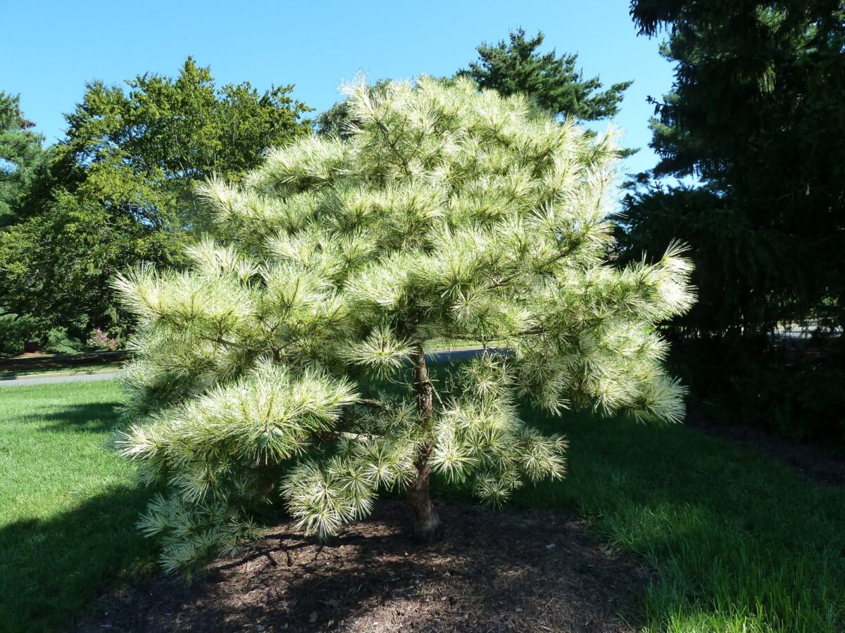 Pinus densiflora 'Oculus Draconis' 60–80 cm, výška v dospělosti 10m - Image 1