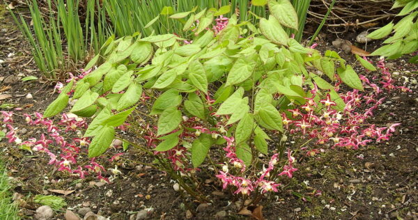 Epimedium rubrum Škornice červená, P 9 - Epimedium x rubrum 2013 05 10