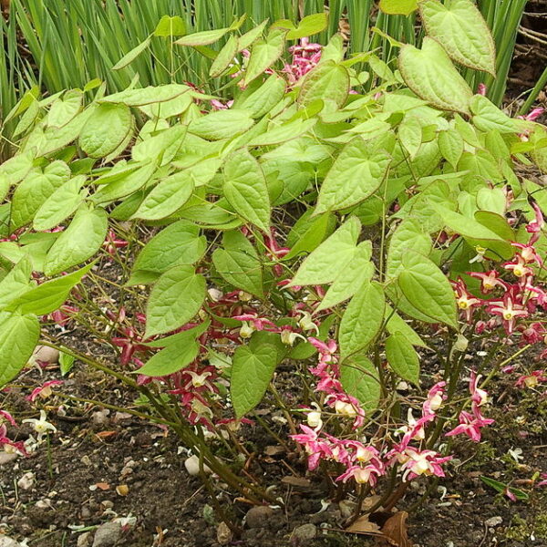 Epimedium rubrum Škornice červená, P 9