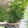Chamaecyparis obtusa 'Draht' - P19, v. 25-30 cm