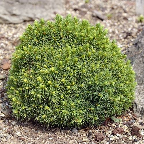 Picea glauca 'Alberta Globe' 10–15 cm - FD16491WH 5