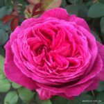 ROSA KORDES, Freifrau Caroline®