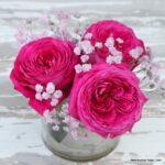 ROSA KORDES, Freifrau Caroline® - Image 4