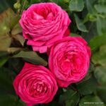 ROSA KORDES, Freifrau Caroline® - Image 2