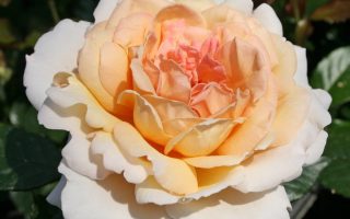 ROSA KORDES, Großherzogin Luise® - Grossherzogin Luise 1