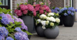 Hydrangea macrophylla 'Forever&Ever'® 'BLUE' - Image 3