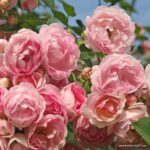 ROSA KORDES 'Jasmina'®