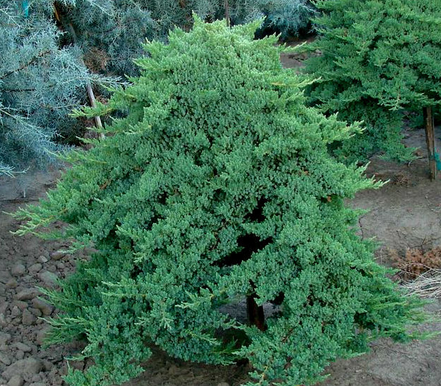 Juniperus procumbens 'Nana' - Juniperus procumbens Nana Green Mound 60443.1476480535