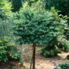 Larix kaempferi 'Blue Dwarf' - Kontejner 12 l, v. kmínku 100 cm ( 3-letá korunka)