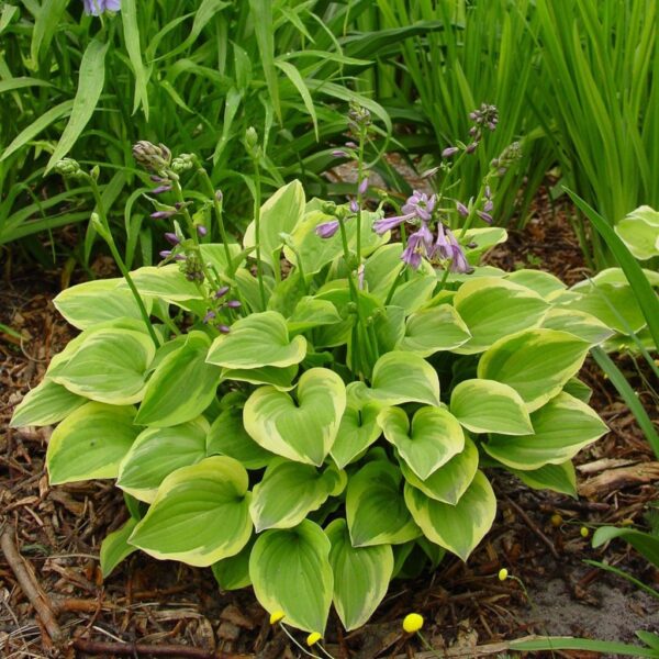 Hosta hybrida Golden Tiara, ko1L - M22Hosta Golden Tiara